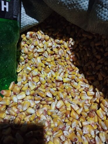 печь для отопления дома бишкек: Кукуруза пионер и Маями сорт опт розница