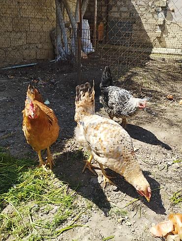 Xoruzlar: Xoruz, il: <1, Ünvandan götürmə — 5