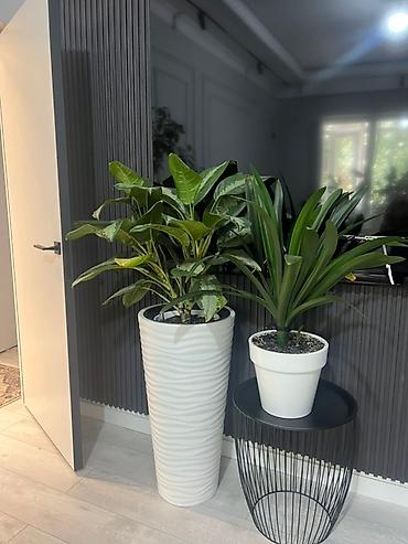 Монстеры: Монстера вариегатная (Monstera deliciosa variegata) — комнатное — 27