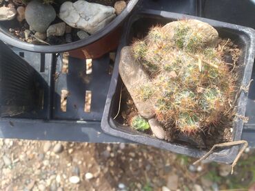 Sobne biljke: Kaktus 200 dinara