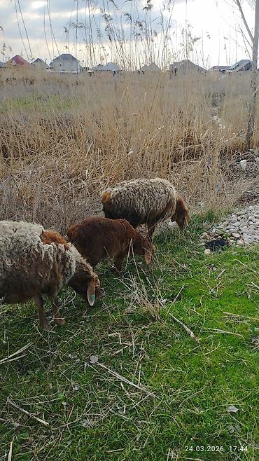 Баран, овца: Продаю | Ягненок | На забой — 5