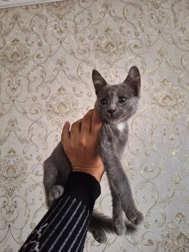котенок в хорошие руки: Erkək, Yaxşı əllərə, Ünvandan götürmə