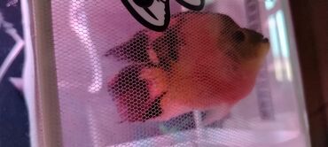 Akvariumlar: Salam zavod akvarium olcusu 1.20_60_45 yanlari aval 2 dene filteri — 17