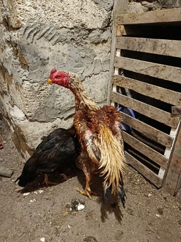 Xoruzlar: Xoruz, Heyratı, il: 1, Ödənişli çatdırılma — 7