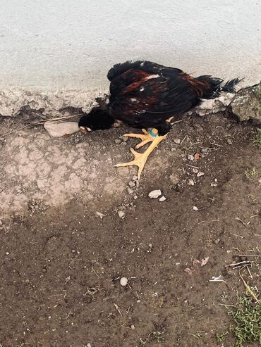 Toyuqlar: Toyuq, Damazlıq — 4