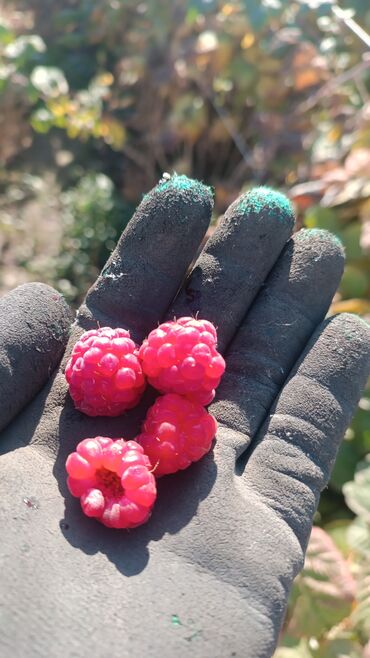 корм форели: Саженцы местный сорт малины. - Ягоды крупные, ярко‑розовые, плотные