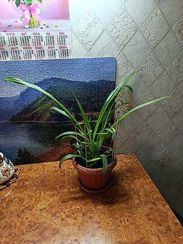 цветок хлорофитум: Комнатное растение в горшке — хлорофитум (Chlorophytum comosum) — 1