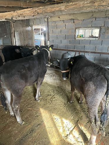 Коровы, быки: Продаю | Тёлка, Музоо, торпок — 2