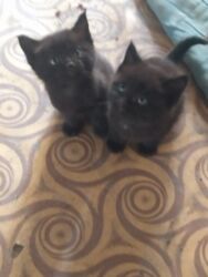 продажа домашних животных: Отдаю 4-рех котят даром