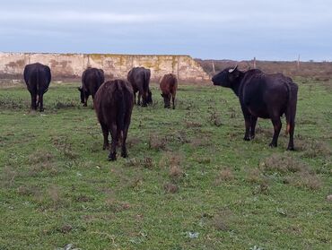 Camış: Məhsul: Su camışı sürüsü boğaz çatmışlar. 9 heyvan 6 ana camis . 3 — 12