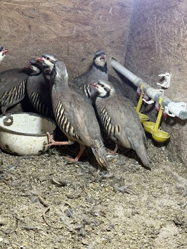 продаю кролятники: Каменные куропатки (кеклики) - Порода: кеклик (Alectoris chukar) -