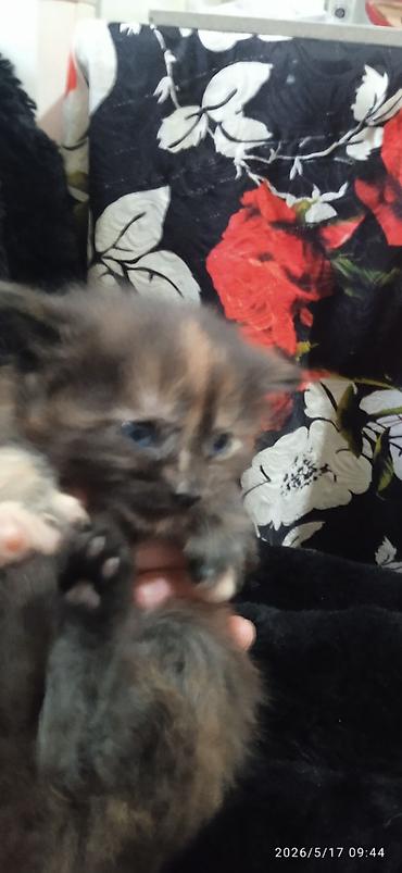 Продажа кошек: Мейн-кун, 1 месяц, Мальчик at lalafo.kg — 10 Продажа кошек: Мейн-кун, 1 месяц, Мальчик — 10