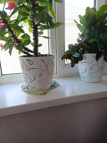 Другие комнатные растения: Срочна ❗ Комнатный гулдордун турлору коп. Баарын жакшы баада берем — 3