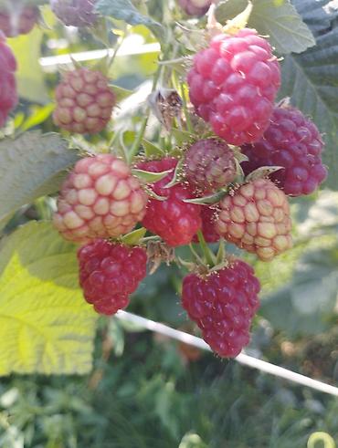 Ежевика: Ежевика — 9