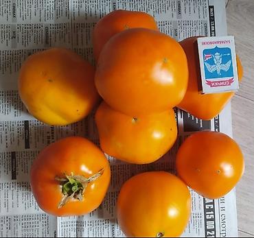 Томат: Семена помидор жёлтые красные. находится в Пригородном.( не для поля — 6