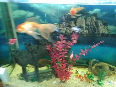 аквариум с рыбками: Продам рыбок Большая золотая 800сом Маленькая золотая 450сом Маленькая