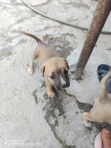 pitbull qiymeti: Pitbul, 1 ay, Dişi