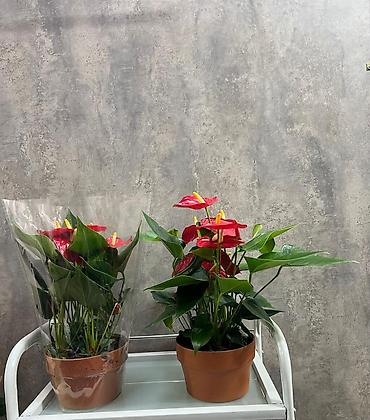 антуриум купить: Антуриум (Anthurium andreanum) в горшке. - Декоративно-цветущее — 6