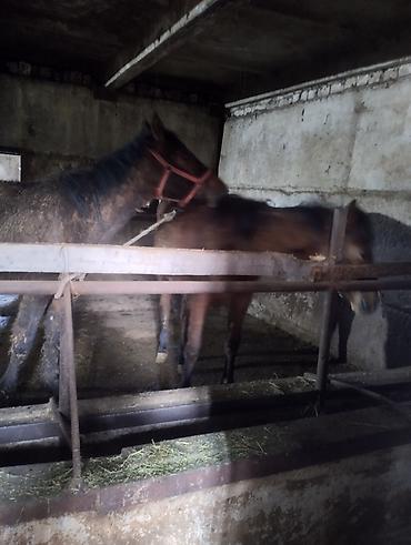 Лошади, кони: Продаю | Кобыла (самка) | Рабочий | Мерин — 9