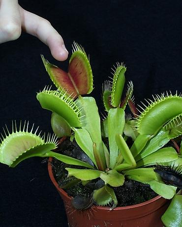 щёлк: Венерина мухоловка (Dionaea muscipula) в горшке - Хищное комнатное — 3