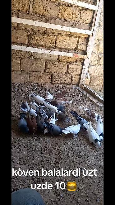 göyərçin yuvaları: Çeşidli rəng və naxışlarda ev göyərçinləri dəst halında. - Ağ — 6