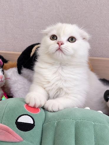 Продажа кошек: Шотландские котята от красивой привозной пары (Россия). Продается — 4
