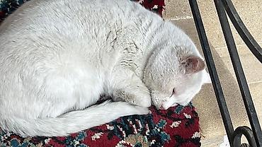 Pişiklər: Erkək, Yaxşı əllərə, Pulsuz çatdırılma — 6