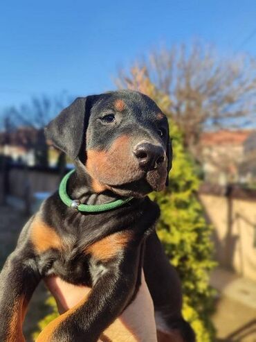 Psi: Na prodaju štenci trenutno u toku rezervacije . Stari 40 dana biće — 10