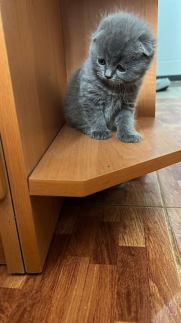 британцы котята: ПРОДАЮТСЯ - Британские короткошёрстные котята, окраса — 6