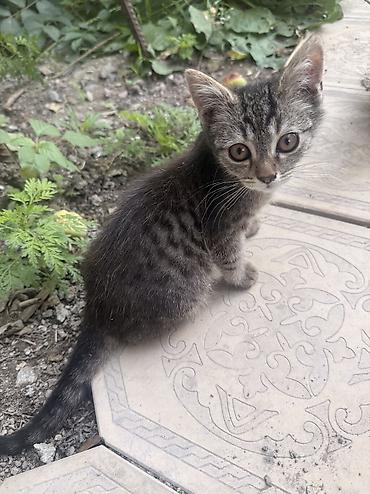 кошка черная: Котята из одного помёта - Возраст: 4 месяца - Окрас: несколько — 3