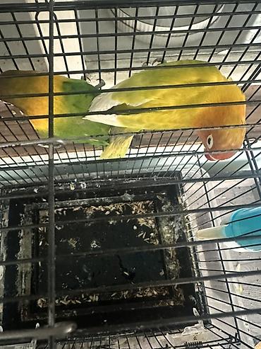 амур рыба: Пара неразлучников (Agapornis) в клетке. - Окрасы: один птиц зеленый — 4