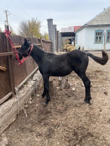 сколько стоит лошадь орловский рысак: Продаю | Жеребец | Кара Жорго | Рабочий