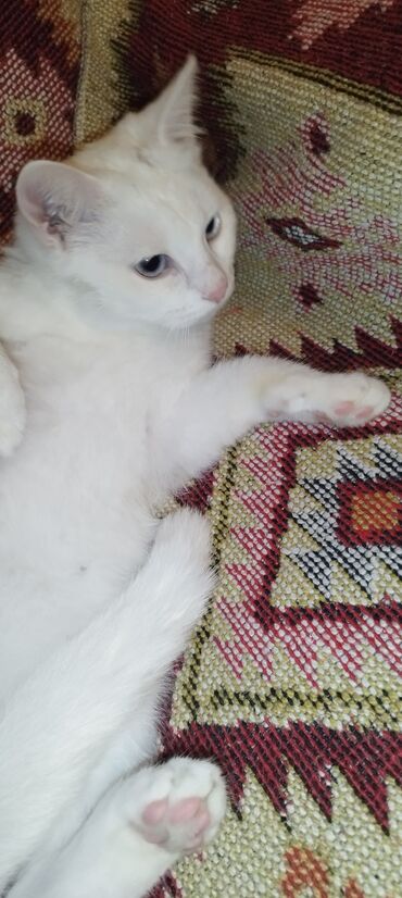 Pişiklər: Dişi, Yaxşı əllərə, Ünvandan götürmə — 10