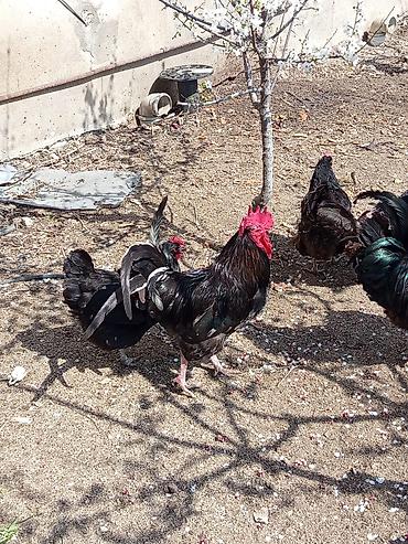 Toyuqlar: Toyuq, Australorp, Damazlıq, Ünvandan götürmə — 14