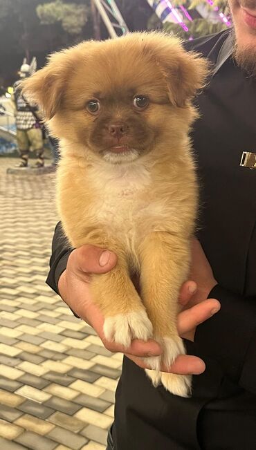 alman iti qiymeti: Pekines, 1 ay, Erkek