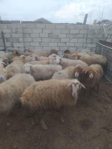 Digər kənd təsərrüfatı heyvanları: Digər kənd təsərrüfatı heyvanları — 3