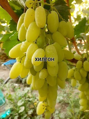 Виноград: НОВИНКИ СЕЛЕКЦИИ ВИНОГРАДА ПРЕМИАЛЬНОГО УРОВНЯ ! ДОМАШНИЙ СЛАДКИЙ — 25
