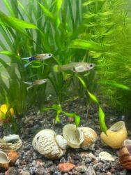 наполнитель для животных: Аквариумные живые рыбки гуппи - Вид: Poecilia reticulata (гуппи)