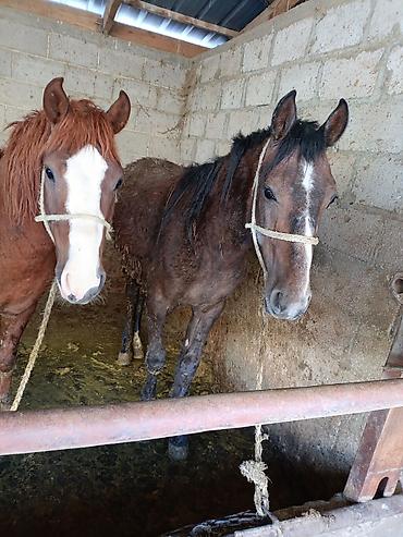 Лошади, кони: Продаю | Жеребец | Рабочий — 9