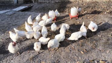 стрижка кошек с выездом на дом: Срочно!Сатылат несушка тооктор, 50 тоок бар.Оптом алгандарга тушуп