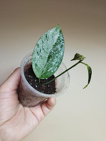 Папоротники: В продаже : Папоротник Тигр, Сингониум Орм Нак, Хойя New Moon — 12