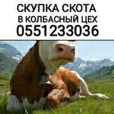 751 объявлений | ЖИВОТНЫЕ: Скупаем скот. Колбасный цех
выезд на дом в любое время