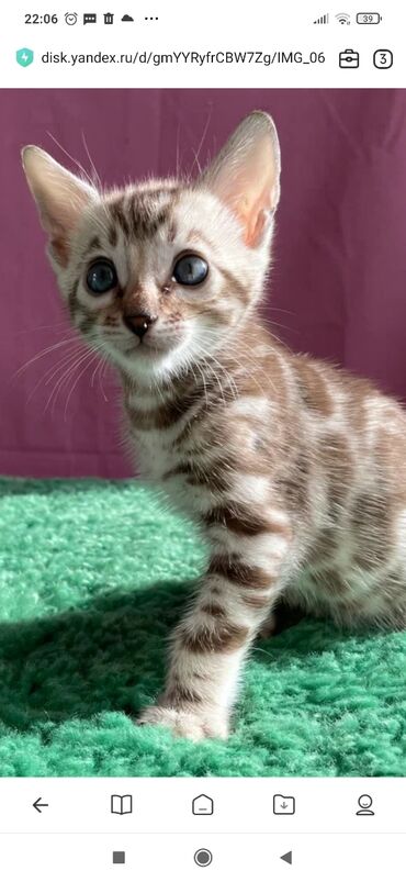 Продажа кошек: Бенгальская, 1 месяц, Мальчик, Белый, С документами, С прививками, Приучена к лотку — 3
