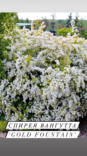 Декоративные деревья: Декоративные кустарники для сада! - спирея японская - спирея -спирея — 4