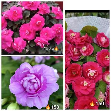 Другие комнатные растения: В продаже детки представленных растений детки каланхоэ по 150 с,детки — 11