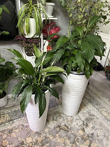 Фикусы: Фикус Бенджамина в напольных кашпо - Два взрослых деревца в отдельных — 54