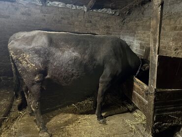 Коровы, быки: Продаю | Бык (самец) | На откорм | Привязанные — 3