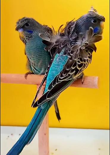 Tutuquşları: Yaponic cütü 70 azn — 4