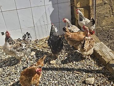 Toyuqlar: Toyuq, Yumurtalıq — 12