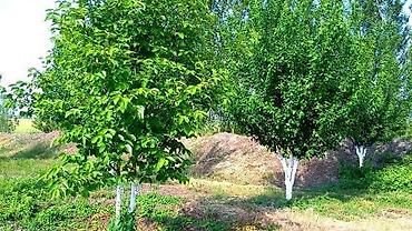 Torpaq sahələrinin satışı: 180 sot, Kənd təsərrüfatı, Kupça (Çıxarış) -da lalafo.az — 15 Torpaq sahələrinin satışı: 180 sot, Kənd təsərrüfatı, Kupça (Çıxarış) — 15